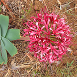 Ammocharis coranica